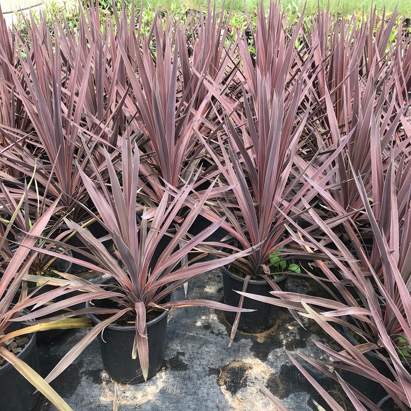 澳洲朱蕉 红巨人盆栽 多年生观叶花卉庭院花坛造景 花镜植物 包邮