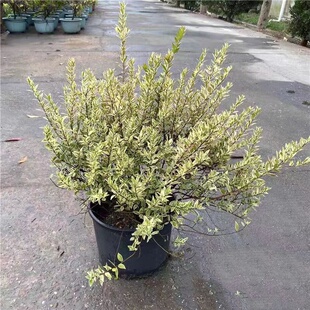 花叶香桃木大苗 金姬小腊  多年生灌木彩色观叶植物 花镜植物包邮
