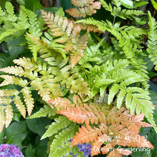 彩虹蕨盆栽 胎生狗脊蕨 红盖鳞毛蕨多年生蕨类植物耐寒蕨花镜植物