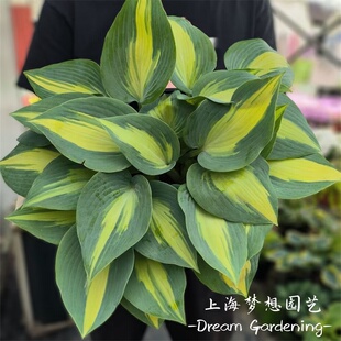 金边玉簪大苗盆栽 凯瑟琳 巨无霸初霜庭院阳台多年生耐阴花境植物