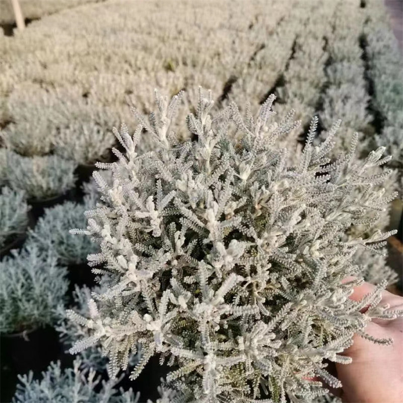 银叶菊常绿庭院阳台耐寒耐热盆栽