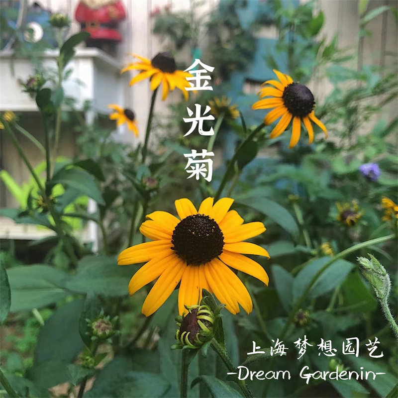 金光菊花多年生庭院耐寒耐热地栽图片
