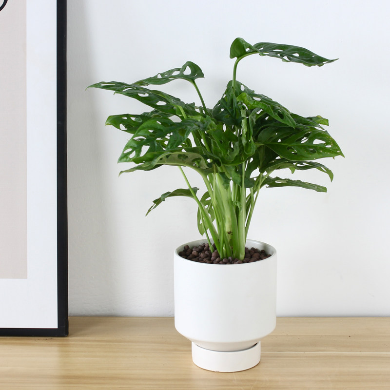 仙洞龟背竹爬藤喜阴植物盆栽室内绿植北欧家居ins除甲醛四季常青