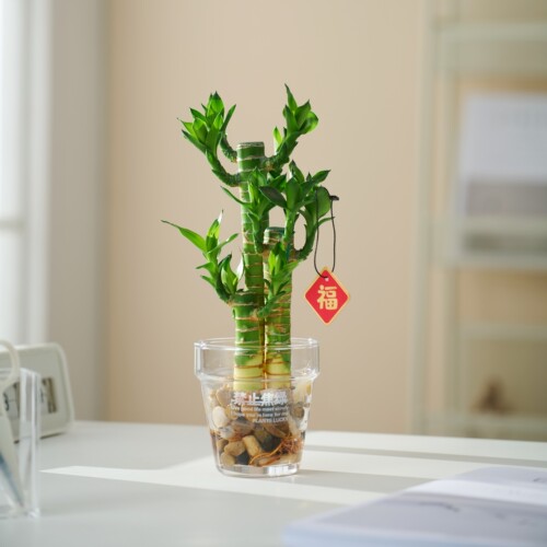 水培富贵竹步步高桌面绿植好养活