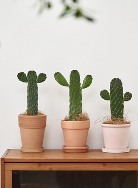 多肉仙人掌盆栽中华掌室内桌面办公室防辐射无刺耐干旱耐阴绿植