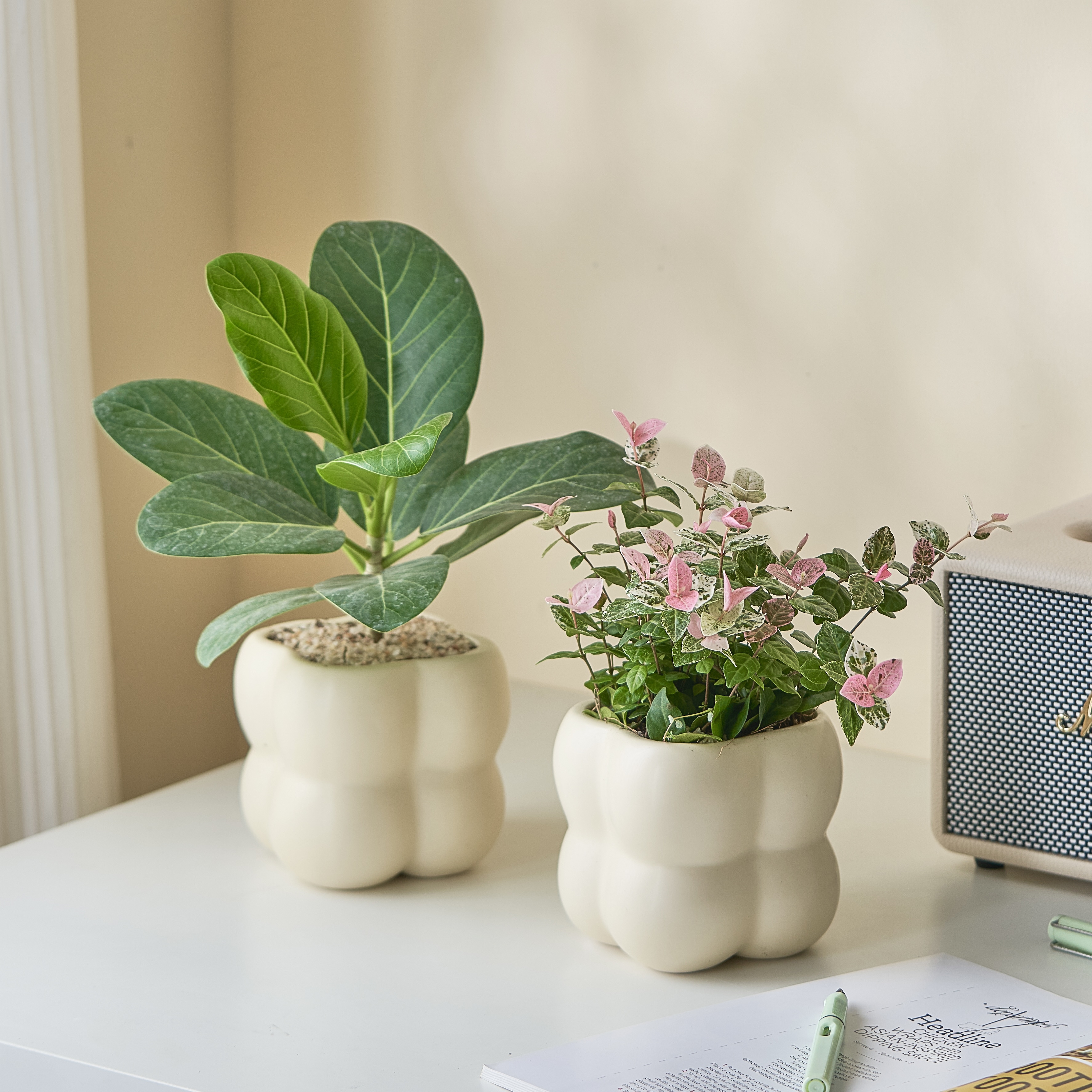 罗汉松办公室净化空气美观