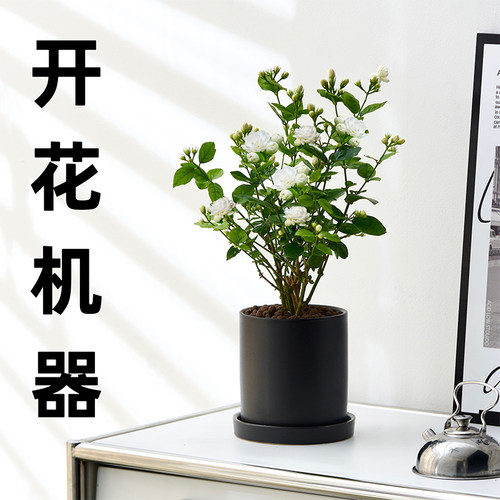 茉莉花开花浓香阳台窗台可放好养