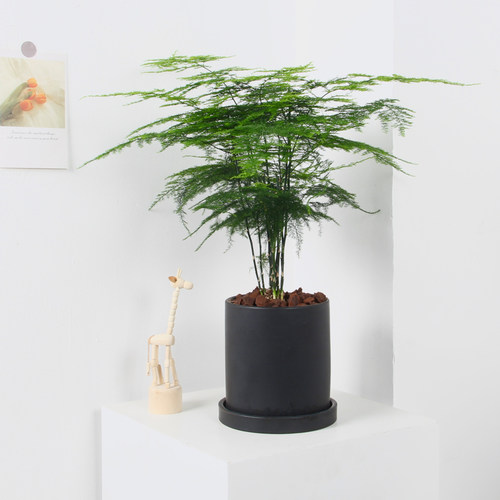 文竹办公室桌面大颗绿植北欧摆件