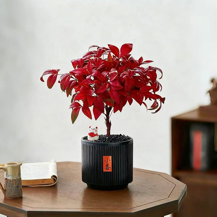 年宵花氛围火焰南天竹春节观叶绿植物盆栽室内桌面小型耐寒易养护,鲜花速递/花卉仿真/绿植园艺,绿植,淘宝优惠券,粉丝福利购,淘宝优惠卷