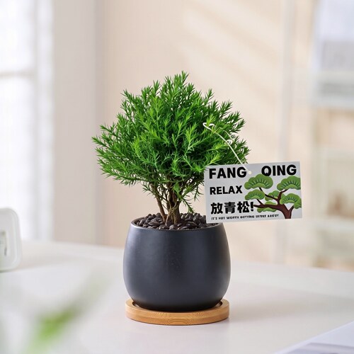 放青松雾松绿植盆栽易养净化空气