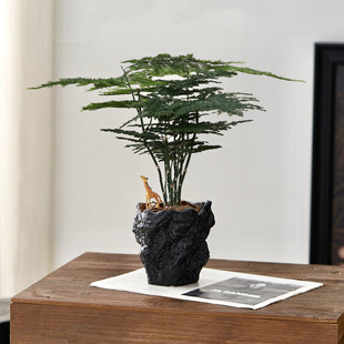 文竹盆栽室内植物竹子盆景四季常青好养活办公室桌面小绿植禄植物