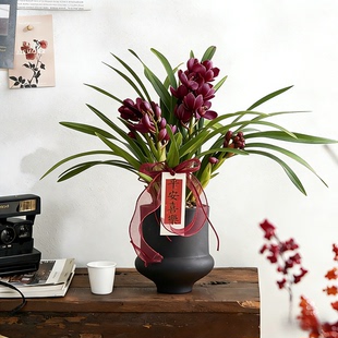 【带花苞发货】大花蕙兰花卉年宵盆栽春节盆栽室内玄关植物摆件