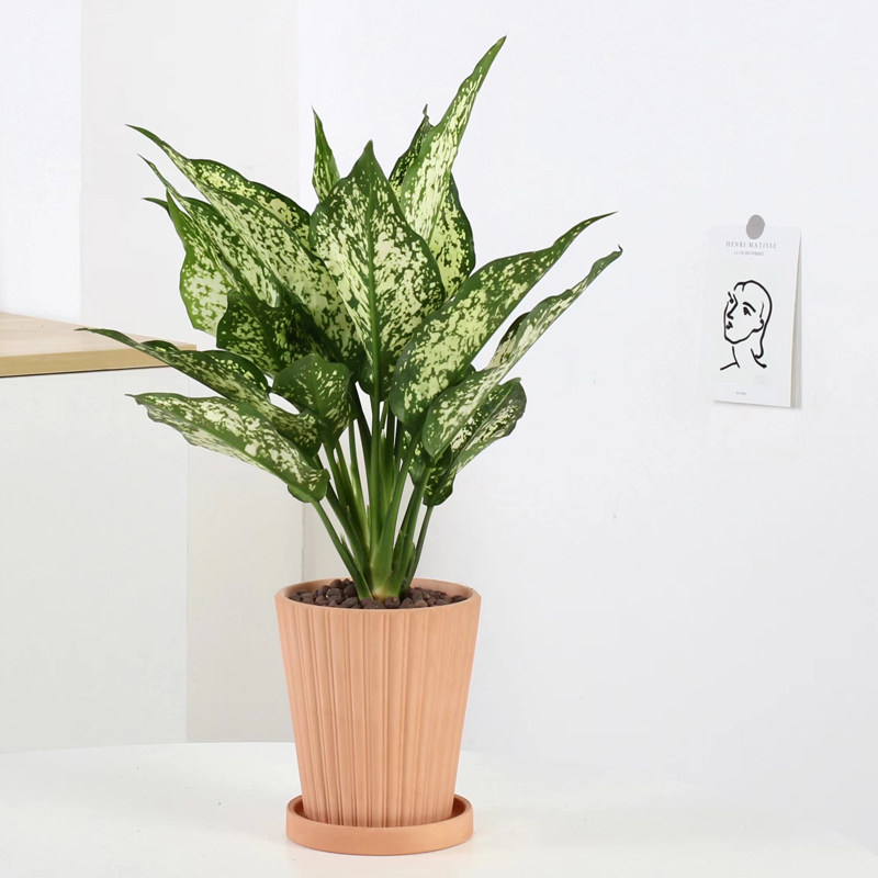 乐可植物花叶万年青盆栽绿翡翠吸甲醛净化空气办公室桌面绿植室内