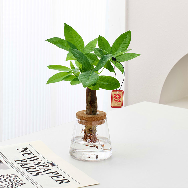 水培发财树懒人绿植物桌面小盆栽
