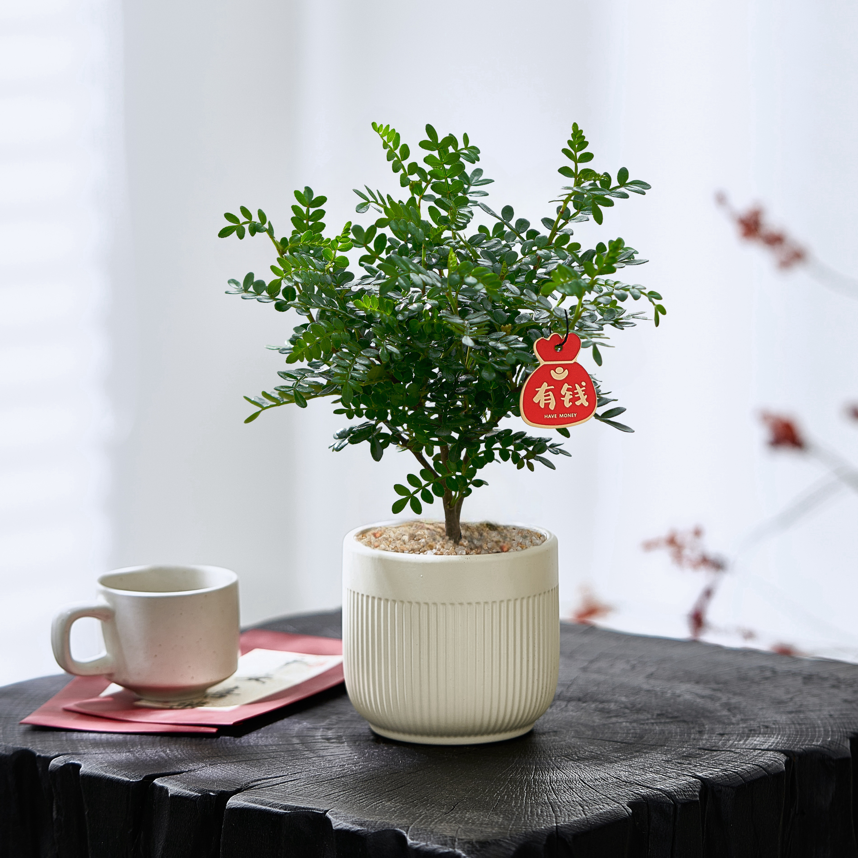 清香胡椒木室内盆栽驱蚊净化空气