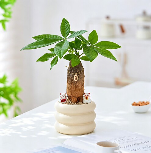 招财发财树桌面绿植易养净化空气