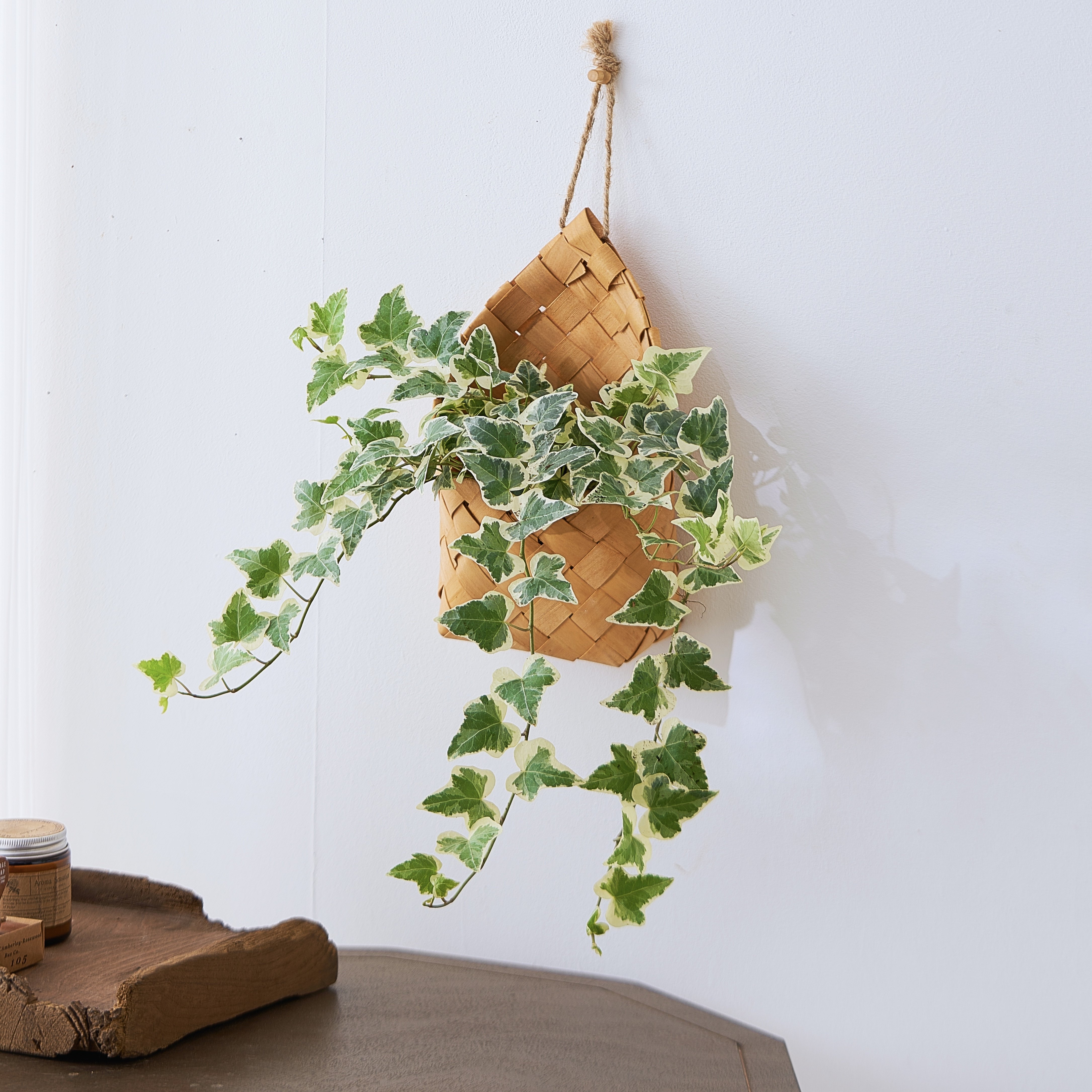 爬藤垂吊植物常春藤办公室内客厅可爱创意好养活盆栽