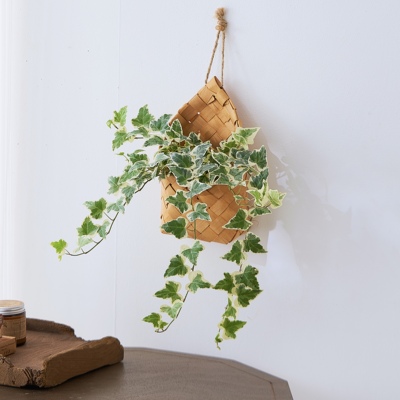 雪莹常春藤壁挂垂吊绿植净化空气