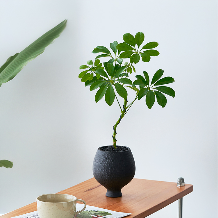 造型鸭脚木客厅绿植净化空气盆栽