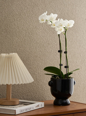 乐可植物 白色蝴蝶兰年宵花兰花室内花卉带花苞耐寒四季好养桌面