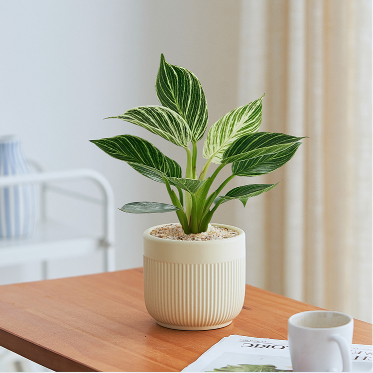 铂金钻绿公主小盆栽净化空气绿植