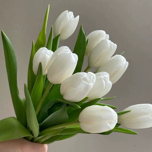上海快递。荷兰进口郁金香10支白色维珍35克