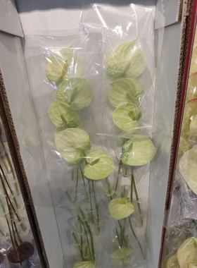 上海鲜花。浅绿色小掌20支1支16元