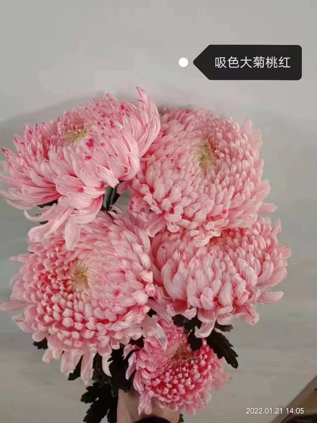 上海快递，鲜花进口马来西亚牡丹菊5支