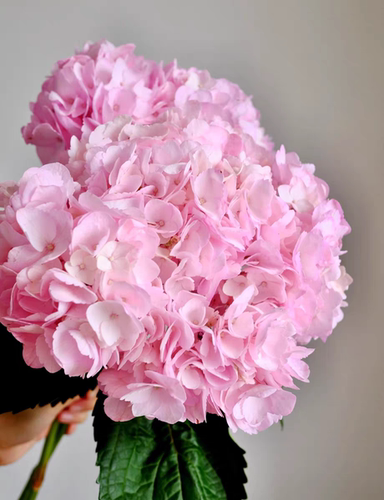 上海鲜花，进口哥伦比亚绣球花粉色1支。婚庆晚宴布置