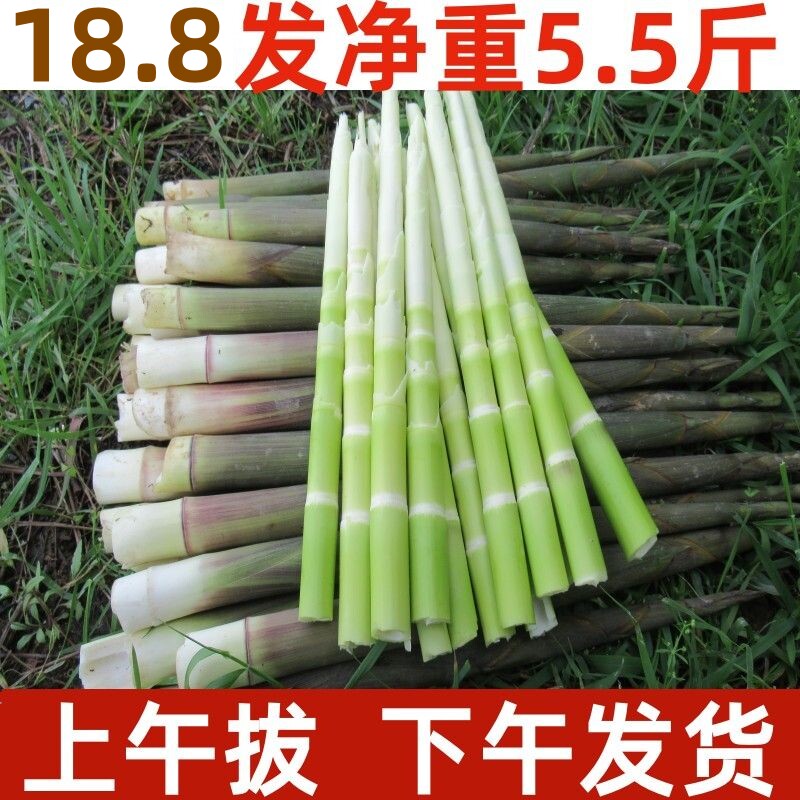野生新鲜小竹笋笋尖江西现挖甜小笋子春笋非雷笋手剥油焖火锅山笋