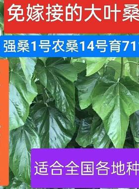 强桑，农桑，育711号养蚕专用良种桑树苗，实生苗，现挖现发