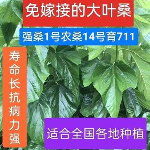 强桑,农桑,育711号养蚕专用良种桑树苗,实生苗,现挖现发