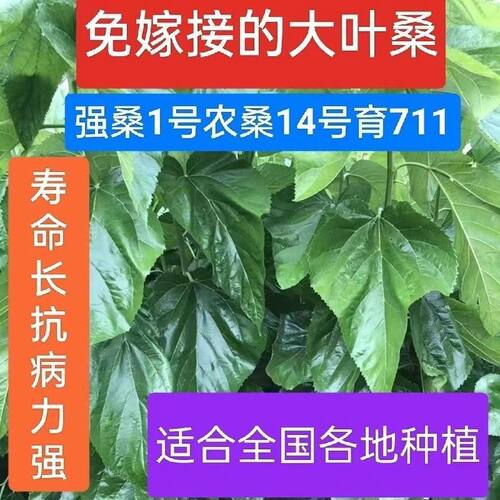 强桑，农桑，育711号养蚕专用良种桑树苗，实生苗，现挖现发