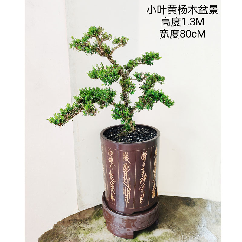 迎客松盆景雀舌黄杨真柏花卉紫檀绿植老桩好养盆栽净化客厅阳台花