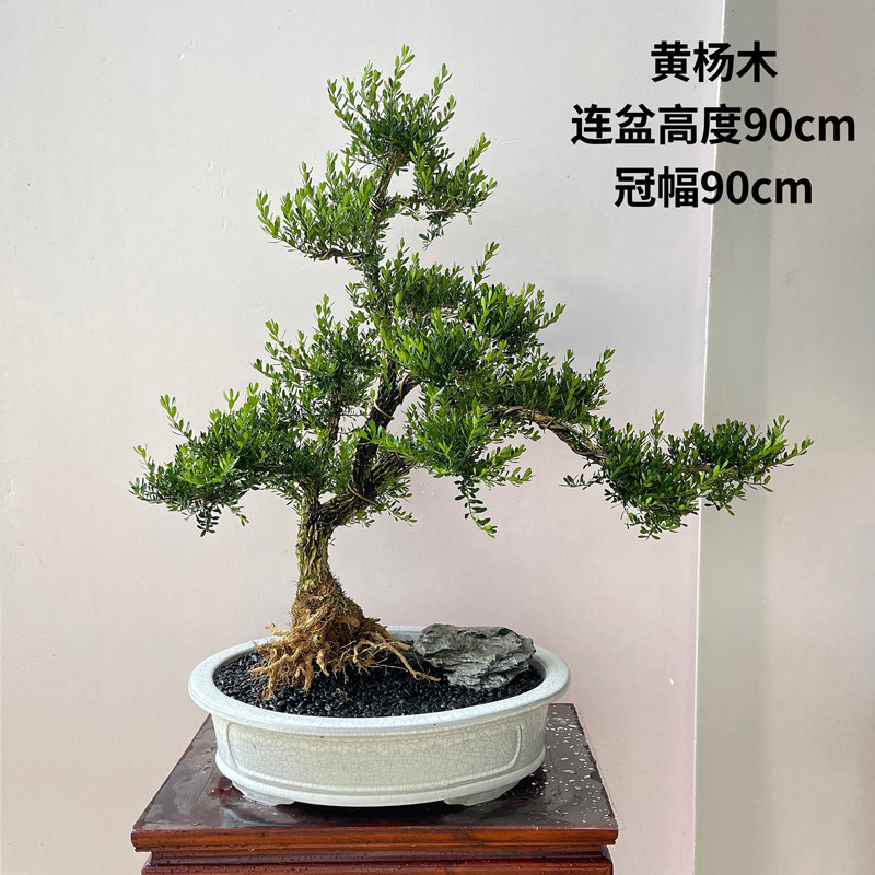 精品矮霸小叶雀舌老树桩客厅图片