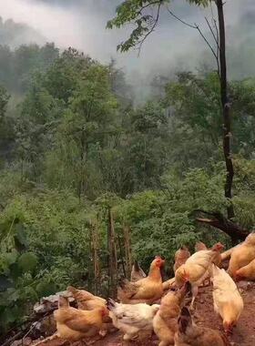 正宗安徽大别山老母鸡现杀现发