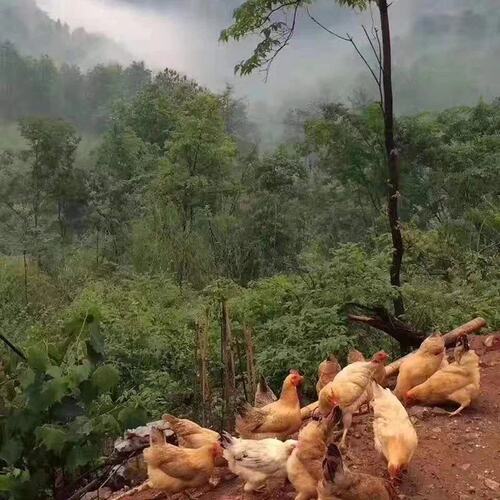 正宗安徽大别山老母鸡现杀现发