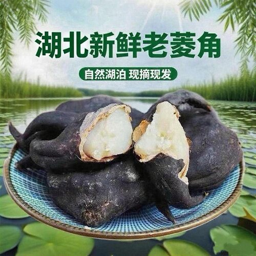 湖北新鲜老菱角 黑菱角带壳现摘现发 粉糯水生蔬菜 当季菱角