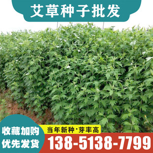 可食用药用大叶艾草苗种植艾草种子驱蚊艾蒿端午蕲艾四季艾草根苗