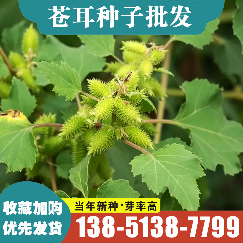 新采苍耳老苍子种子药材种籽去刺苍耳子四季播种易活盆栽 包邮