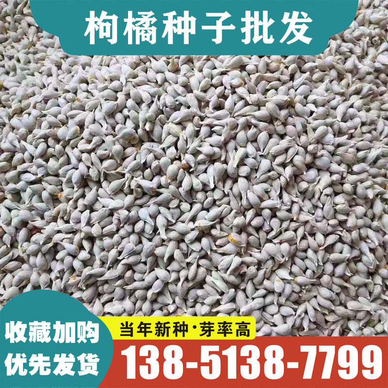 新采枸橘种子枳壳种籽子香橙红橘种子柑橘马甲子树苗嫁接砧木篱笆
