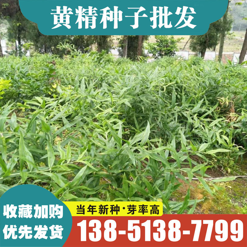 黄精种子鸡头黄精老虎姜图片