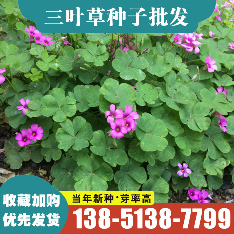 进口红白三叶草种子花籽四季青草坪籽多年生易活果园绿肥植物