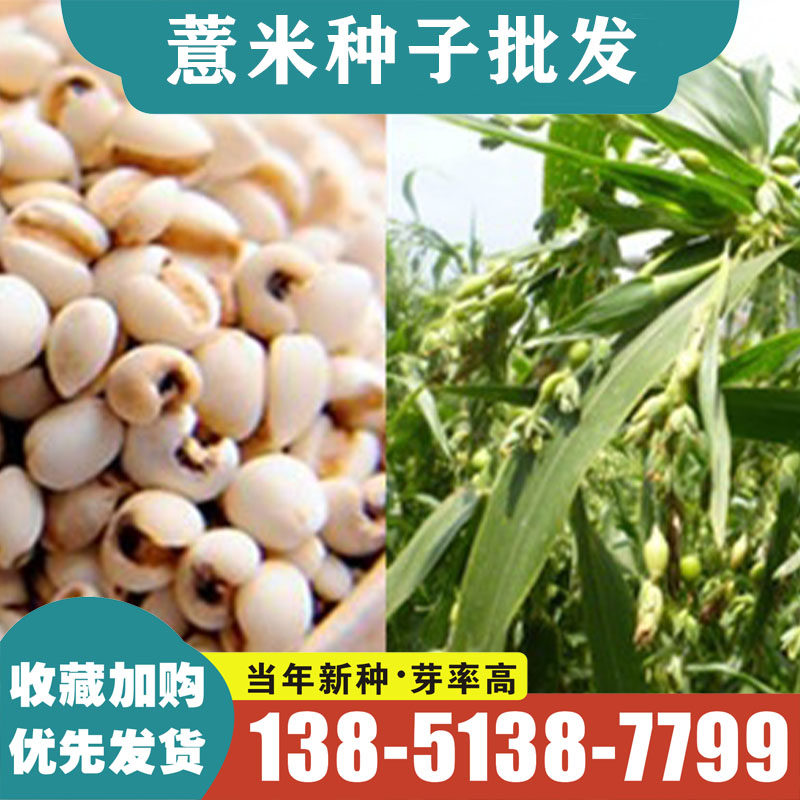 精选薏米种子小粒薏米种籽四季种植薏苡仁药食两用五谷杂粮包邮.