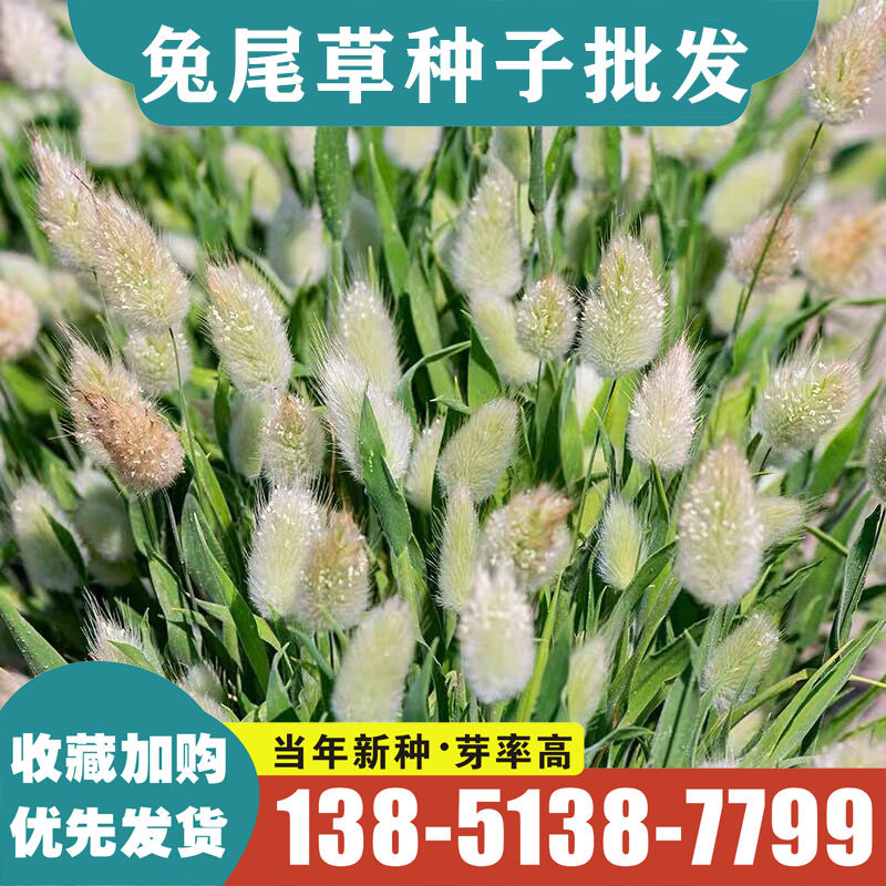 兔尾草种子室外狐狸尾草籽网红观赏兔籽尾巴庭院阳台盆栽春秋播种