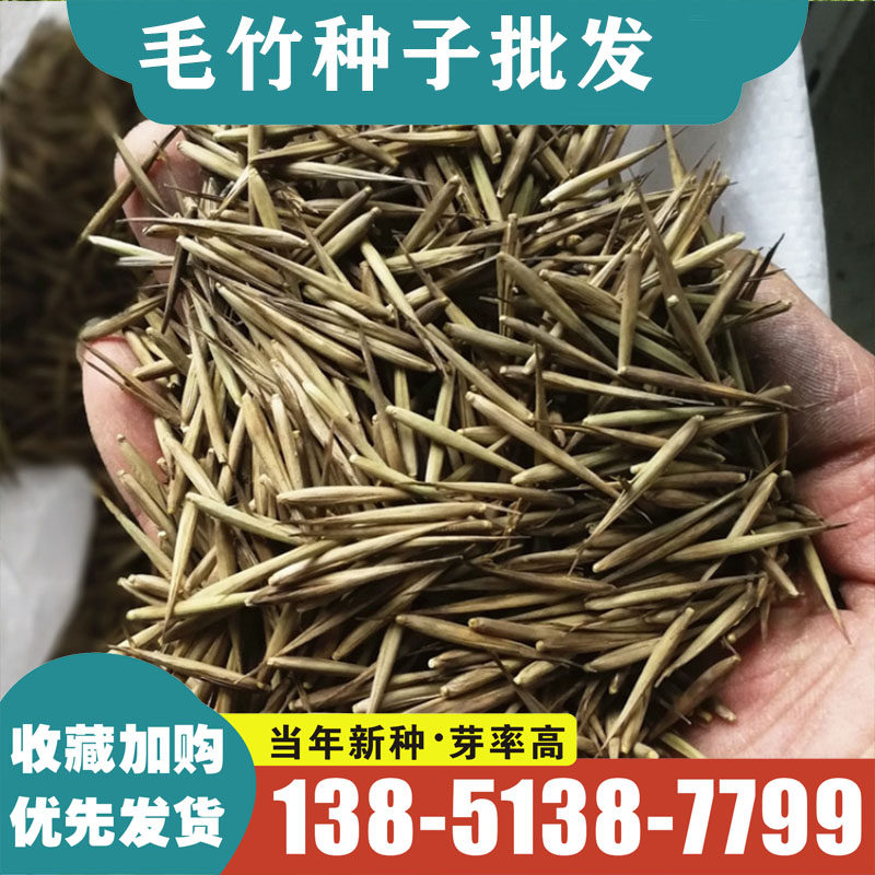 竹子种子苗户外绿植庭院紫竹黄金竹罗汉竹耐寒南北方大型毛竹种子