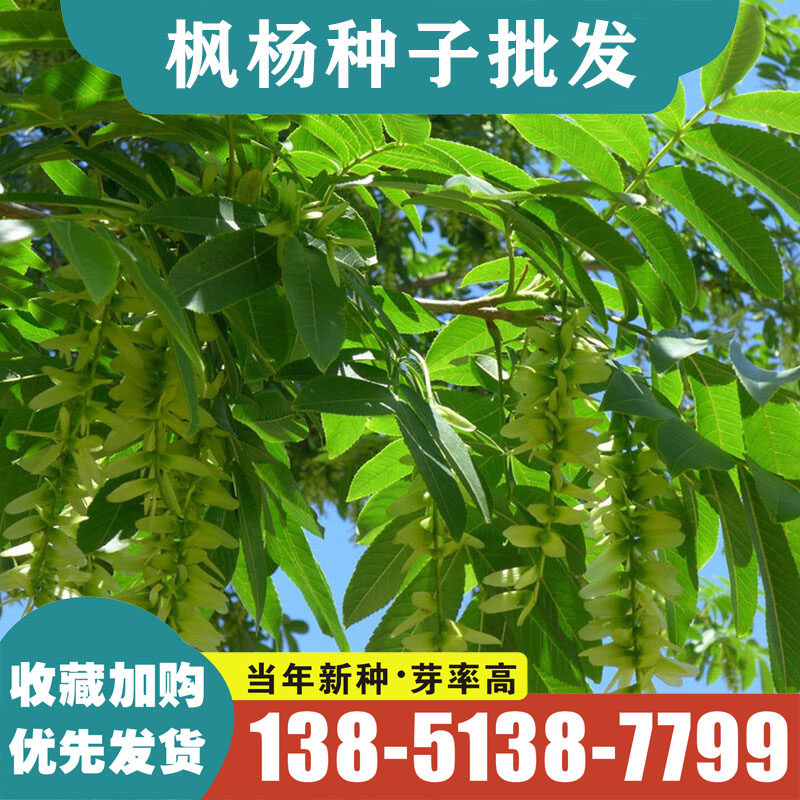 枫杨种子 枫杨树种籽 麻柳种子 水麻柳种籽 燕子树蜈蚣柳树种子