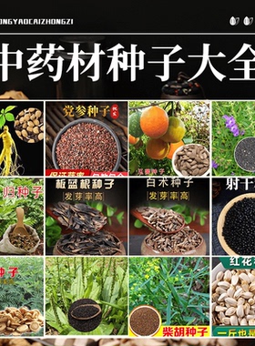 名贵药材种子中草药薄荷藿香黄芪苍术枸杞籽种子种植苗春四季药材