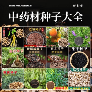 名贵药材种子中草药薄荷藿香黄芪苍术枸杞籽种子种植苗春四季药材