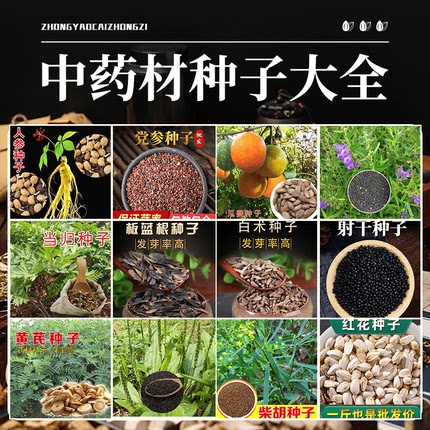 名贵药材种子中草药薄荷藿香黄芪苍术枸杞籽种子种植苗春四季药材